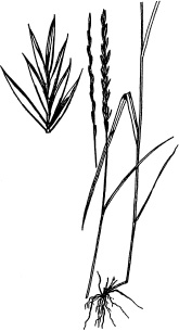 Slender Wheatgrass